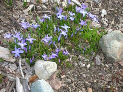 Enjoying Bulbs: It’s Either You or Them Image